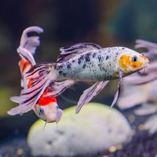 Brightly colored koi swimming in an ornamental pond.