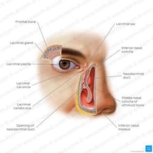 An anatomical illustration showing the tear duct draining the eye