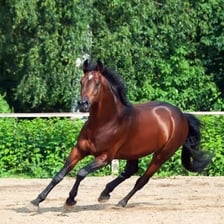 Bay horses with reddish-brown coats and dark manes.