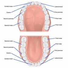 A dental diagram showing the broad molars at the back of the mouth.