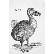 A historical illustration of a dodo bird.