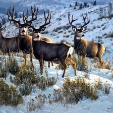 A male deer with antlers standing in a forest