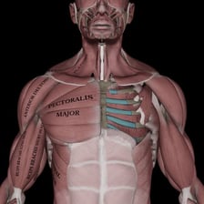 Anatomical illustration showing the pectoral muscles on the chest