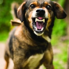 A dog showing its teeth while snarling