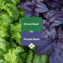 Purple-leaf and green-leaf basil plants.