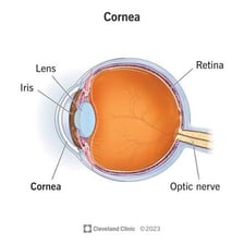 A labeled anatomical diagram showing the cornea at the front of the eye.