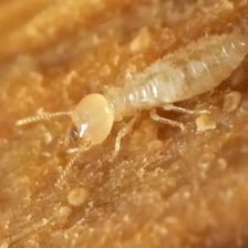 A close view of a termite, illustrating the word TERMITES