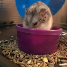 A hamster beside a small cylindrical food pellet