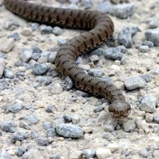 An asp, a venomous viper snake