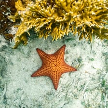 A sea star resting on the ocean floor