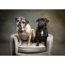 Two pug dogs with their characteristic short muzzles