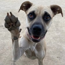 Mixed-breed dogs sitting in an animal shelter