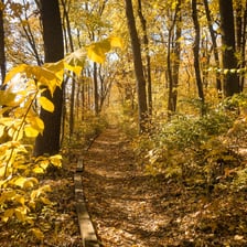 Several narrow paths winding through a wooded landscape.