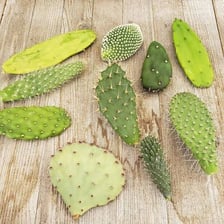 Prickly-pear cacti with broad edible pads