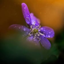 Purple crocus flowers next to equipment used by a journalist.