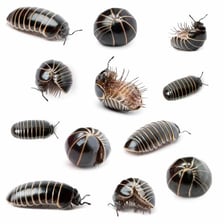 A roly-poly pill bug, also called a woodlouse, curled into a ball