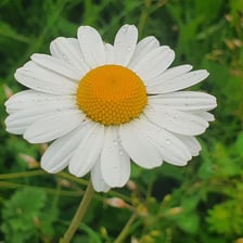 A daisy showing its radiating white ray florets around a yellow center.