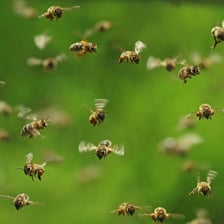 Honeybees gathered around a beehive