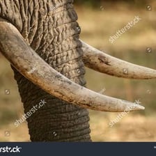 An African elephant showing its two tusks