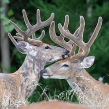 A male deer and a female deer standing in a forest