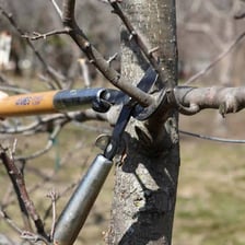 Pruning shears cutting a branch from a plant.