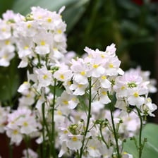 Flowers and vanilla, both sources of sweet aromas.