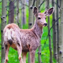 A female deer, or doe, standing in a forest.