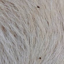 Close-up view of a flea on animal fur