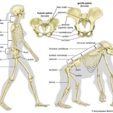 An educational illustration showing a human skeleton inside the body.
