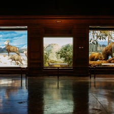 A natural history museum diorama depicting animals in a habitat.