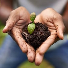 Hands holding a handful of dark soil.