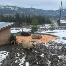 Pigs standing in a muddy farm sty