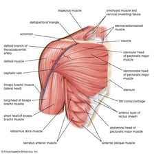 An anatomy diagram showing the latissimus dorsi next to the deltoid muscle.