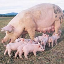 An adult sow resting with several piglets