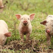 A domestic pig standing on a farm.