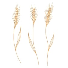 Spelt wheat ears and grains with their characteristic husks.