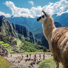 A llama standing in the Peruvian Andes.