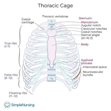 An anatomical illustration of the human rib cage supporting the trunk.
