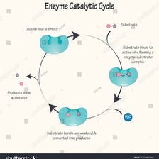 An educational illustration showing an enzyme facilitating a chemical reaction.