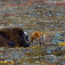 A red fox and an ox, both examples of animals.