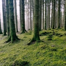 A green carpet of moss covering the floor of a forest.
