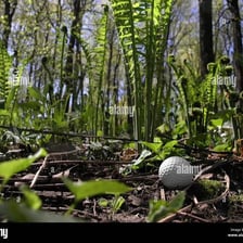 A golf ball driven into a wooded area.