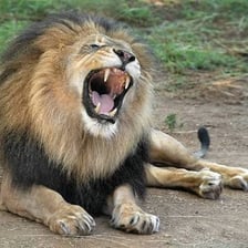 A lion roaring in a safari park or wildlife reserve.