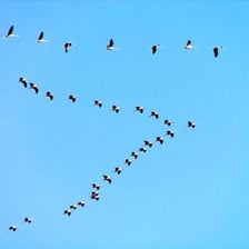 A flock of geese flying in a V formation.