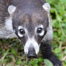 A coati standing in a forest