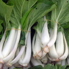 Fresh bok choy heads