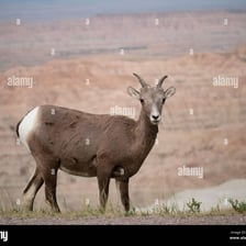 A female bighorn sheep with relatively short horns.