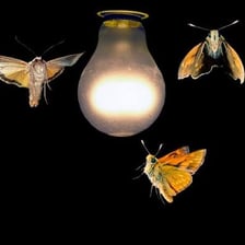 A moth near a bright flame at night.