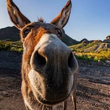 Small burros standing in a Southwestern landscape
