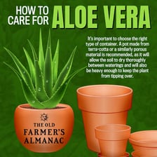 An aloe vera plant with thick pointed leaves in a pot